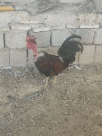 دي جي • للبيع