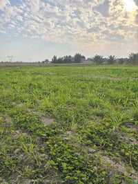 🔥 🌟دوانم للبيع  🌟 🔥 📍تبعد على شارع بغداد الموصل  ▪️  3 قايق ▪️ سعر الد...