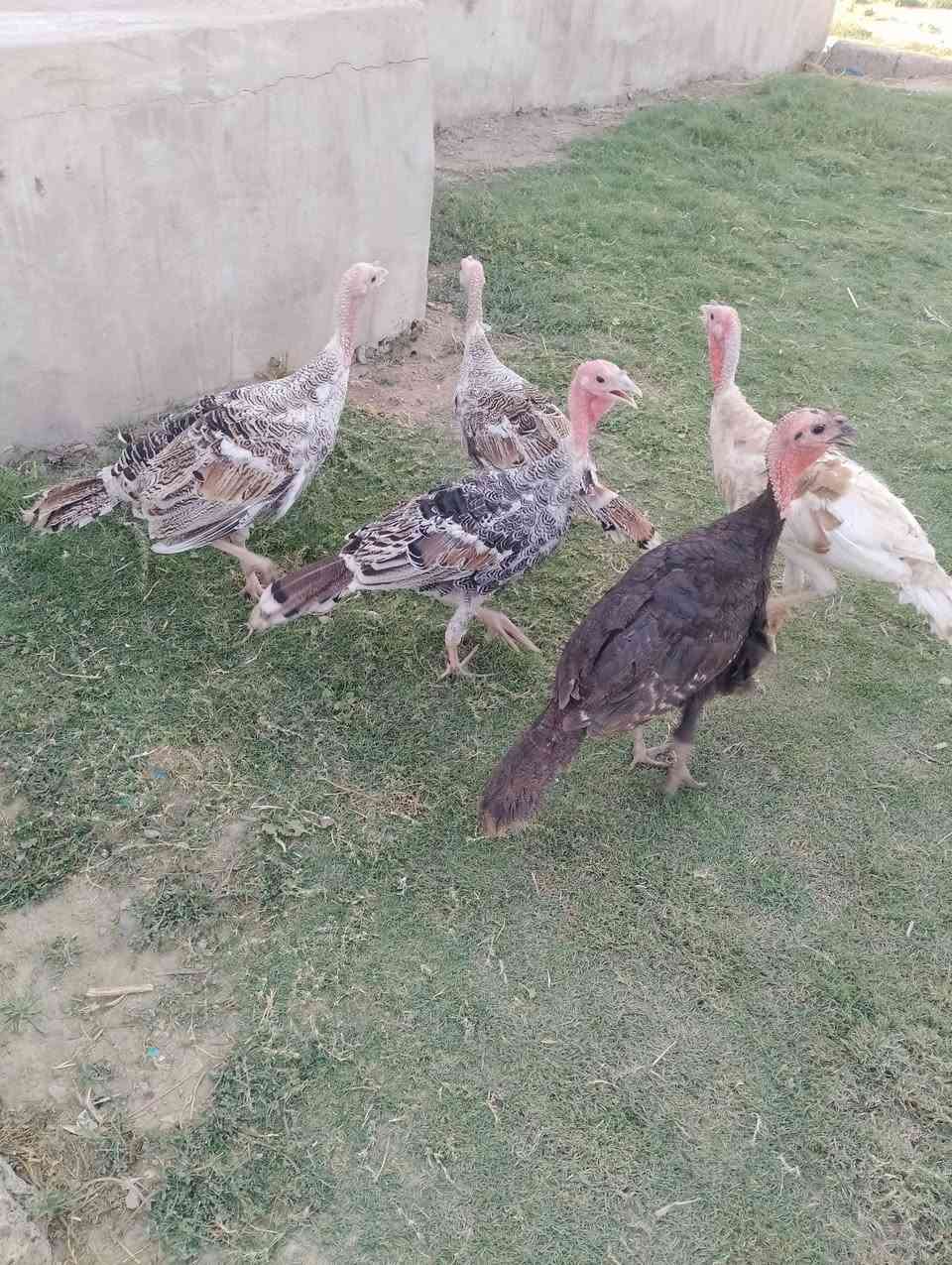متاح ديوكه بصره مالات السنه سعر التك 35 شراي يتصل الرقم بي واتساب ***********
