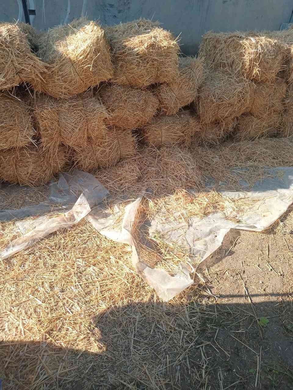 تبن للبيع 50 كبسة لكبسة على 2000#***********
