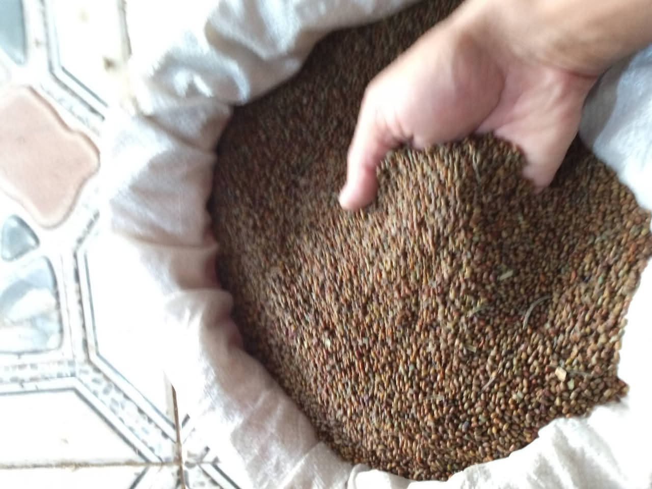 السلام عليكم موجود (طن بذور سيسبان للبيع) حصاد حاصودة للستفسار على رقم ***********
