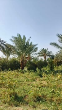 البسروكيه • دونمين وربع • بستان ٦٠ نخلة