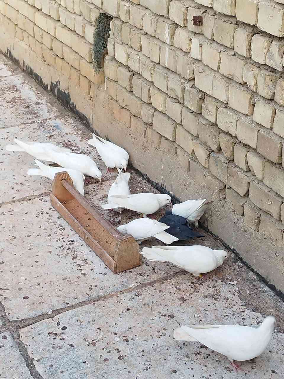 حمام لوت متاح للبيع بغداد مدينه الصدر. ***********
