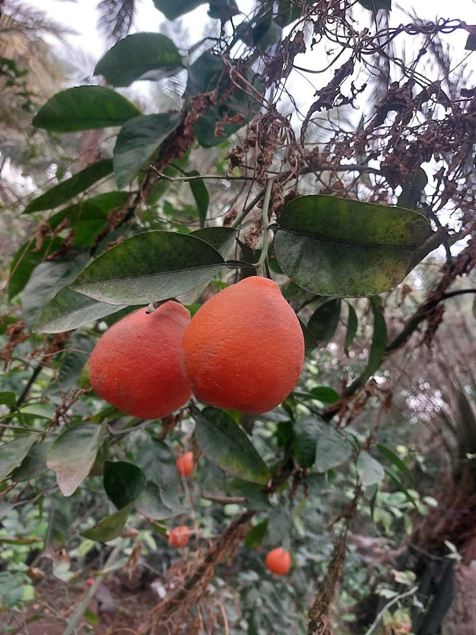 تم افتتاح مشتل الكريعات في الجغيفي الثانيه قرب جامع الواحد الاحد بانسب الاسعار
توفر
لارنجي ١٢٥٠ ارتفاع متر
كابرس ١٠٠٠
ددونيا ١٠٠٠
قلم طوز خشن ١٥٠٠ وجمله ١٠٠٠
جهنمي الوان ٤٠٠٠ 
ورد موسمي ١٠٠٠ 
ورد جوري سلطاني ٣٠٠٠ وب ٢٠٠٠
لالنكي سوبر مترين ب٧ ومتر ونص ب٥ وب٤٠٠٠
نومي حامض عراقي مترين  ب٣٥٠٠ والخشن عمره ٣ سنوات ب١٠٠٠٠
نومي قزمي ب١٠ 
برتقال ياباني قزمي ب١٠ 
برتقال عراقي بالسندان ب٥ وبالكيس ب٤٠٠٠ ارتفاع متر ونص
لنكدنيا خشنه حامله ب١٢
سندي ب٨ 
كرينفوت ب٨ 
لاكاسيا مترين ب٤
البيزيا مترين ب٤
عنب اسود رئاسي خشن ب٨ 
عنب حلواني وكمالي ب٧
نبك تفاحي حامل ب٨ 
تين اسباني اصفر يحمل صيف وشتاء ارتفاع مترين ب ٤
نومي حلو ب٤
نومي بصره ب ٧
تفاح شرابي ابيض ب٢٥٠٠
تفاح مغربي  خد وخد ارتفاع مترين ب٤ 
مشمش احمدي خشن ب٥ 
خوخ احمر خشن ب٥
خوخ كعكي ب٣ 
كوجه بيتنجانيه ب٣ 
كوجه كربلائيه ب٣ 
آلو دموي واحمر واصفر ب٣ 
رمان يمنيي ب٥ 
رمان امريكي ب٥ 
روز ماري ب٢٠٠٠

مشتل الكريعات ...
الجغيفي الثانيه طريق السجر قبل السيطره قرب جامع الواحد الاحد
***********
