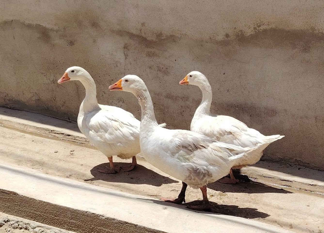 متاح قاز/ذكر و2اناثي خشنات ***********
