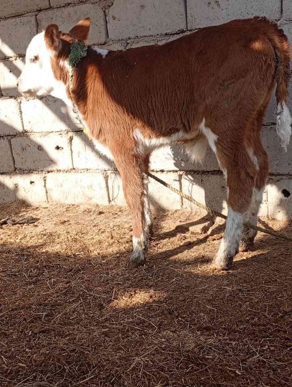 بقره هوشتاين الماني خشنه عملاقه وراهه عجل فحل سمنتال اجم الاصلي ماعون وشطر خباب متعهده بكافه شروط الجني بابل ناحيه الشوملي السعر مناسب ٢٩٥٠ للاتصال *********** واتساب *********** يوجد توصيل لبعض المحافظات وحسب الاتفاق
