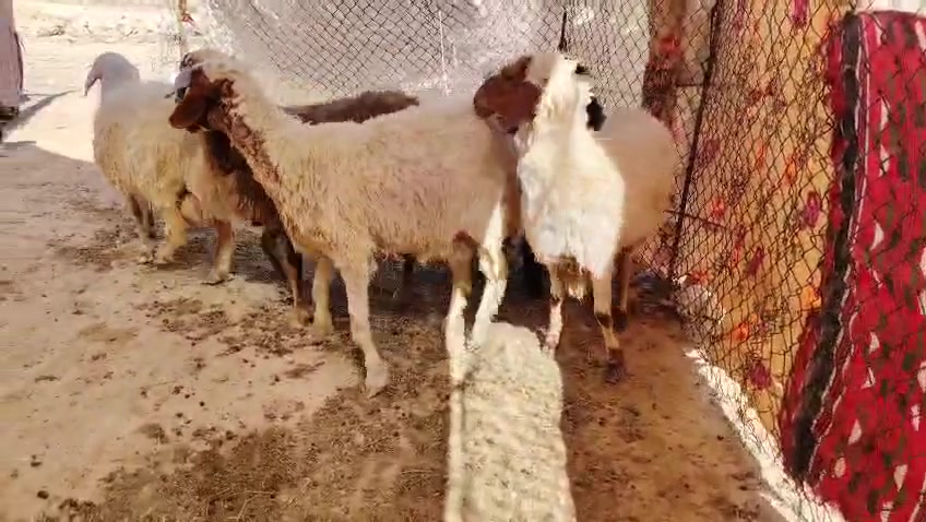 متاح ثنايه 6 خط اول شرط علاه كل عيب (بيهن وحده شطور) لبقية مكفولات من كلشي
بيهن ثنين مو مبدلات ولا سن خشنات وسمان مالات جنيه سعره خاص
الشراي يتصل على رقم ***********
المكان حديثة
*********** بي واتساب
