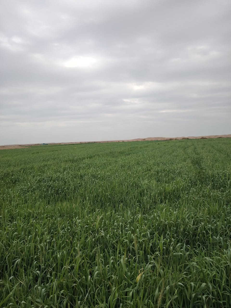 السلام عليكم ارض للبيع عقد بسمي ٣٠٠دونم جاهزه بعد ٥٠٠ متر عن الشط المالح مفصله وجاهزة ومكروبه على نهر المالح مكان دوانيه للاتصال ***********
