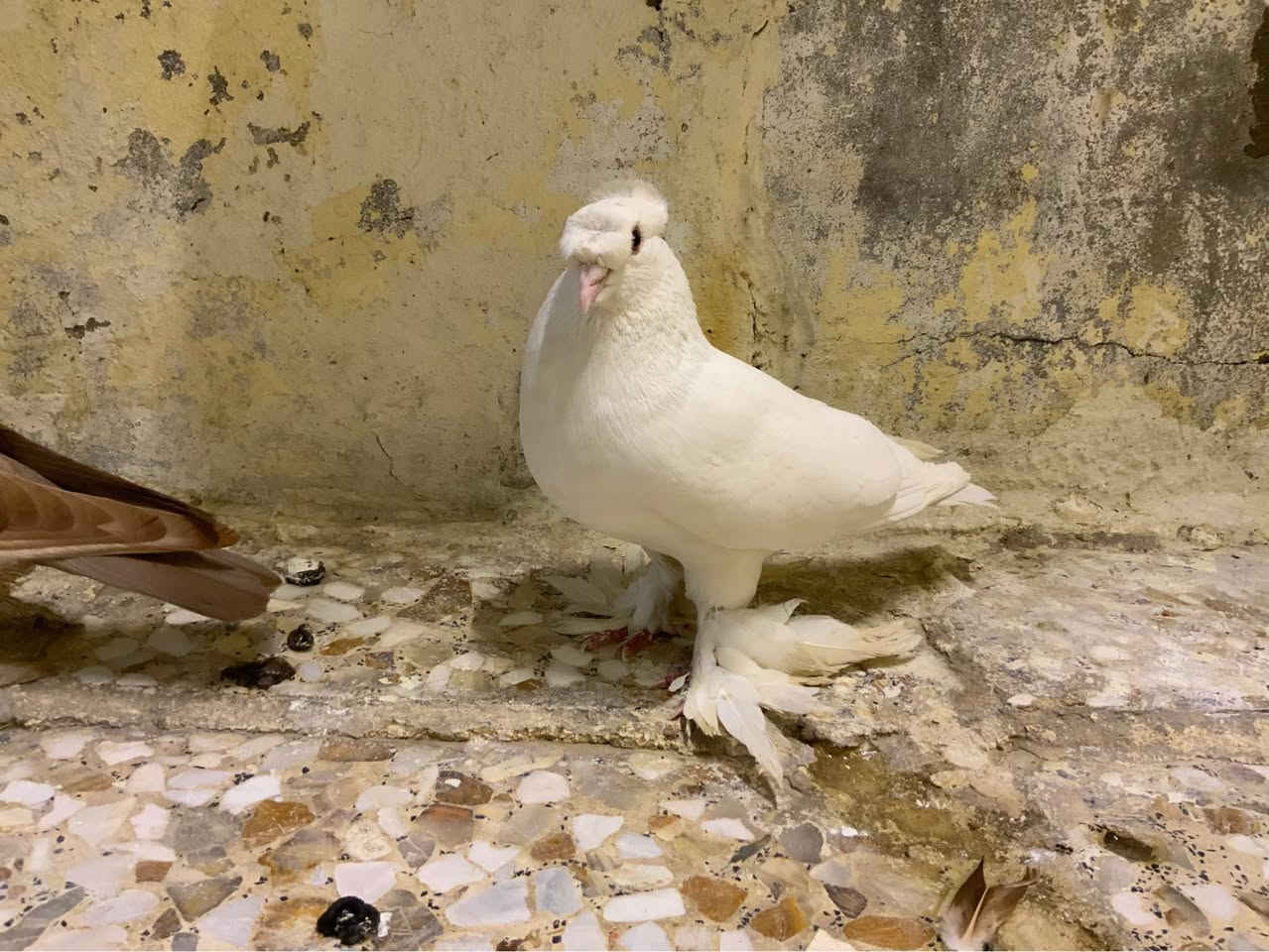بسم الله ،اللهم صل وسلم على محمد وآل محمد، حمام رواعب للبيع للتقيم والبيع النجف, العراق


**إذا كنت صاحب هذا الإعلان وتريد حذفه لأي سبب، رجاءا أرسل رسالة إلى الدعم الفني**