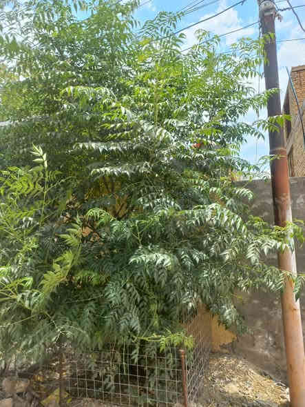 اللهم صل وسلم على نبينا محمد وعلى آله وصحبه أجمعين دار للبيع حله ابي غرق حي السلام شلرع تبليط م ٢٢٠ طابقين طابو صرف جيران ذهب خط مولده خط انترنت وطني الاتصال مع صاحب الدار ***********
