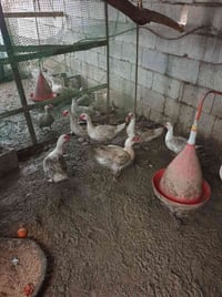 مصري • ٦ أشهر • السليمانية