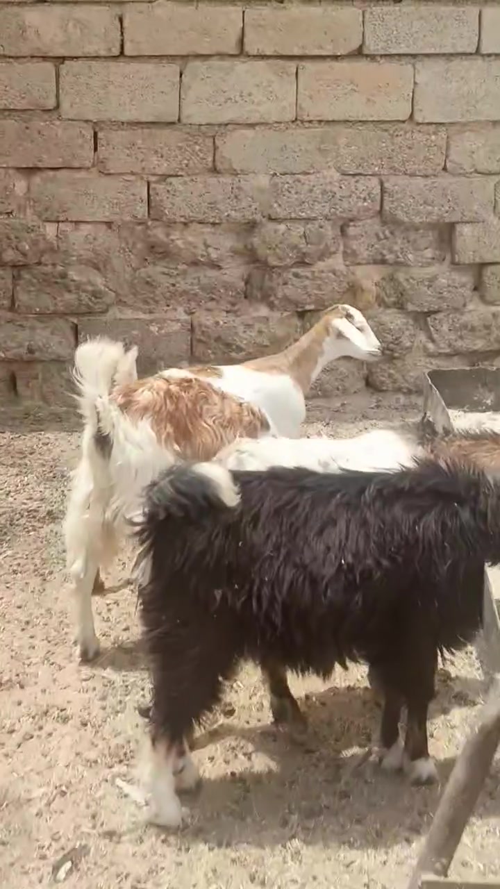 صخلا ت وجدي للبيع شراي يتصل ***********.   ***********
