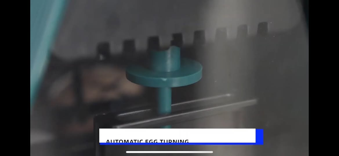 فقاسه للبيع تقليب اوتماتيك مضمونه ومرتبه تفقس جميع انواع البيض السعر 35 بغداد المعالف البياع


**إذا كنت صاحب هذا الإعلان وتريد حذفه لأي سبب، رجاءا أرسل رسالة إلى الدعم الفني**