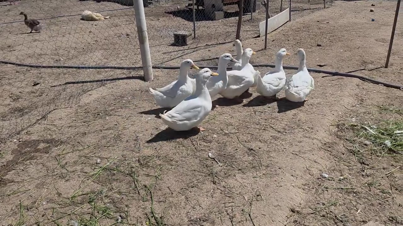 60بۆ65مراوای هۆڵندی ئەسڵی هەیە تەمەن 3ڕۆژە میەوەزن تاچوار کیلۆ ئەروات نیرەیش تاکوو 5کیلۆ سعری خوار بازاڕە لەکەلارە ***********
