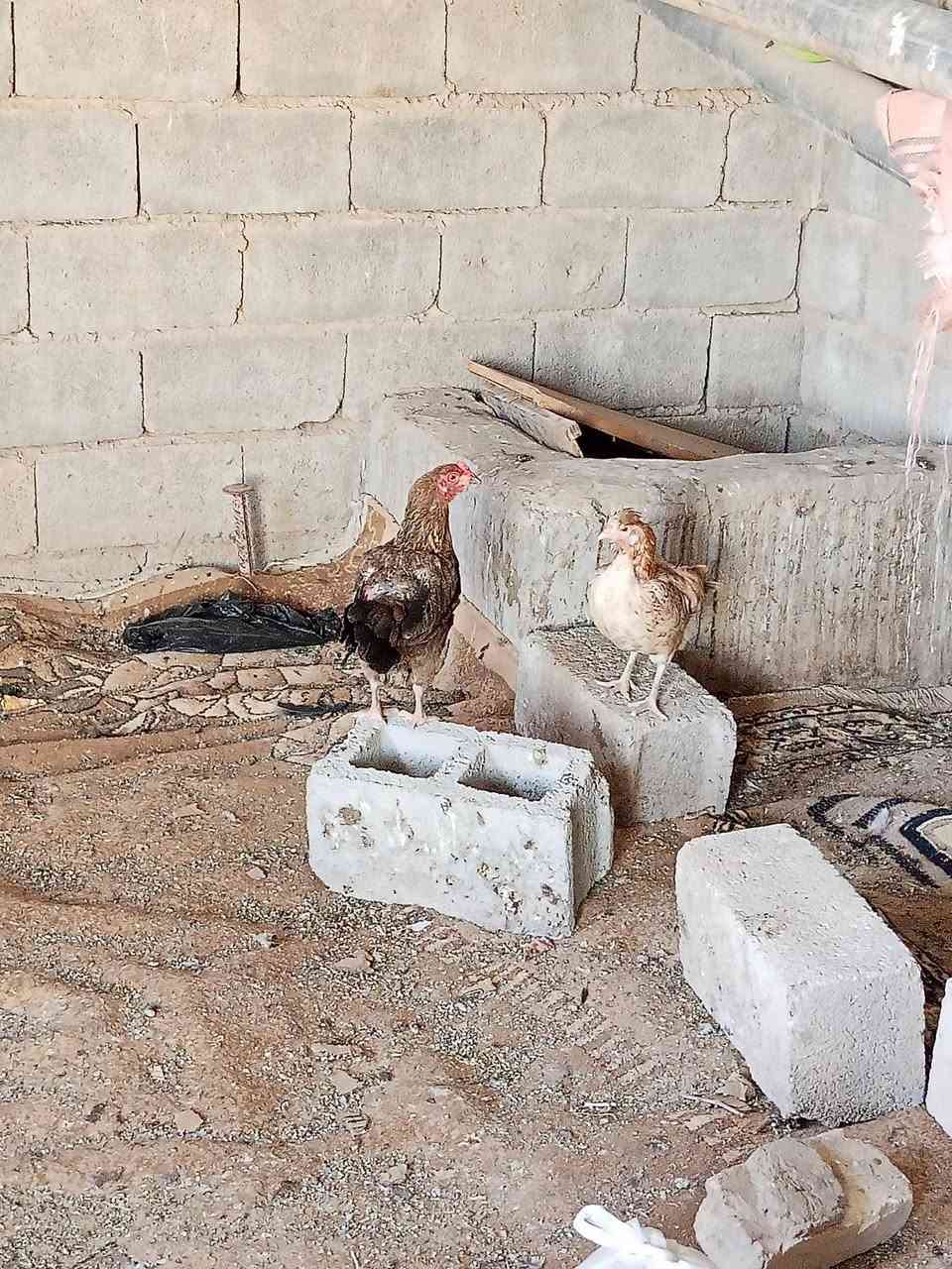 للبيع دجاجات نضاف مال بيت بياضات 6 دجاجات و3 ديوكه واحد عليبي واحد شمسي واحد كحلي ودجاجه مضربه هراتي ورها افراخ هراتيات عمرهن شهرين و20 يوم وبطات عربيات 2 فحل ونثيه بياضه


**إذا كنت صاحب هذا الإعلان وتريد حذفه لأي سبب، رجاءا أرسل رسالة إلى الدعم الفني**