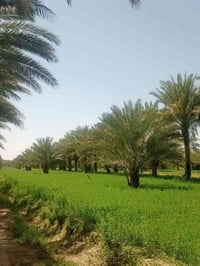 ٨ دوانم • طريق طوريج كربلاء • خدمات كاملة
