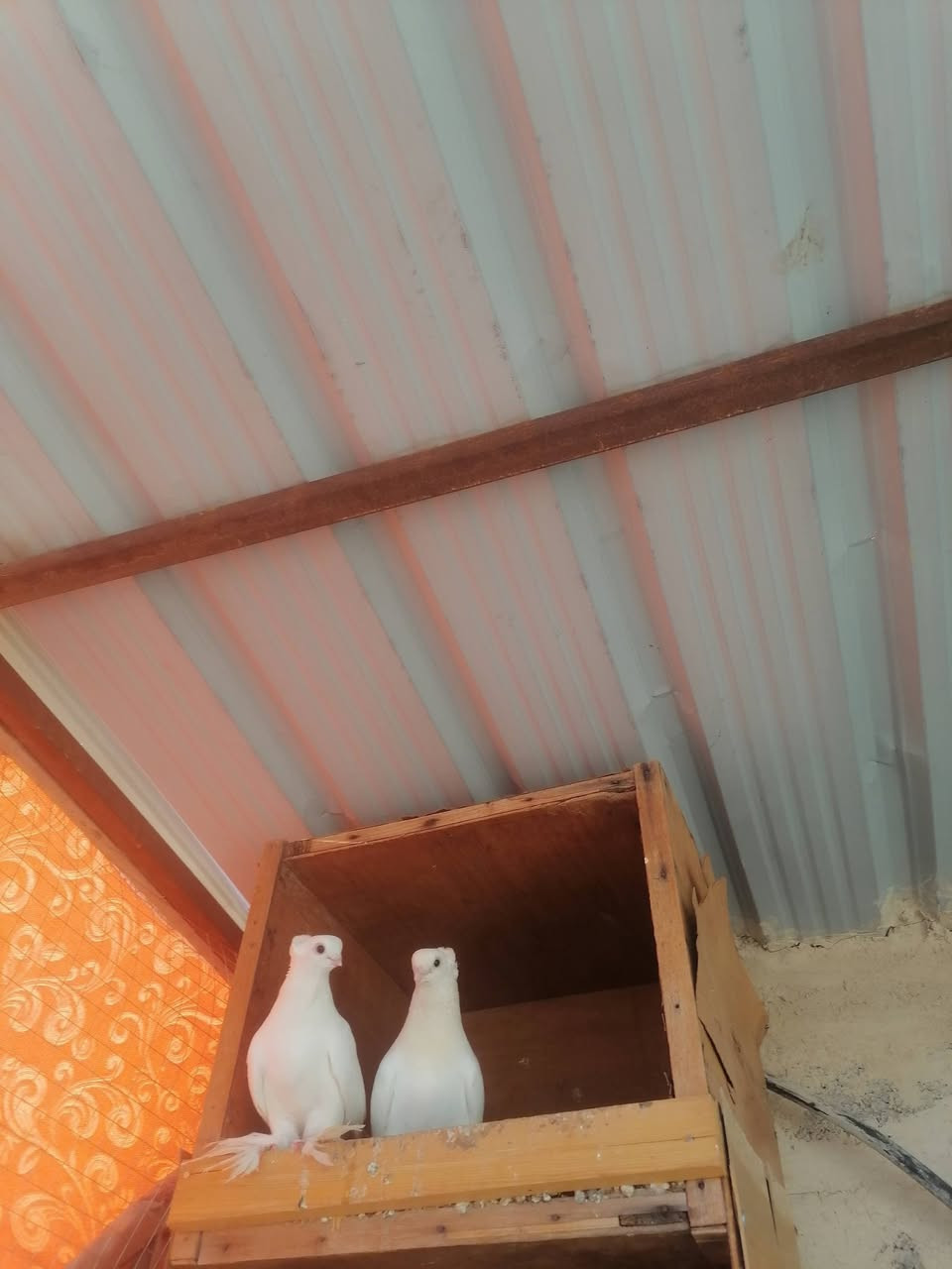 مساء الخير
متاح زوج افريقيات (ستلايت) فراشه اول جهوزيه سعره ٣٥ الف وبيه مجال +متاح زوج مخاليف برص او اكو ناس سميه كنبك (نجفي) امهاته مستوه حيل حلو ما شاء الله سعره ٢٠ الف +زوج زواجل بلجيكي مطارده على بيض سعره ٢٠ الف مكاني رأوه هذه رقمي
***********
***********
