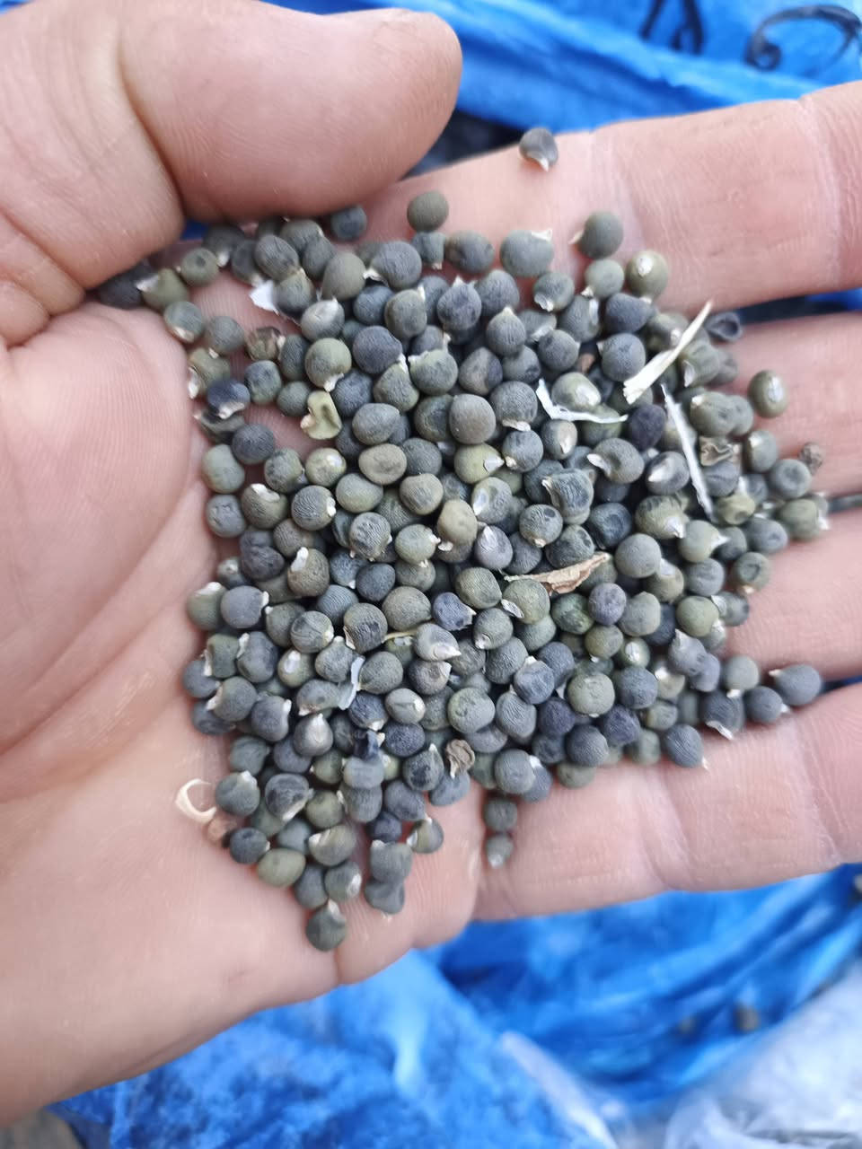 سلام عليكم  للبيع بذور باميه  بترى  سعر كيلو 17    الف


**إذا كنت صاحب هذا الإعلان وتريد حذفه لأي سبب، رجاءا أرسل رسالة إلى الدعم الفني**