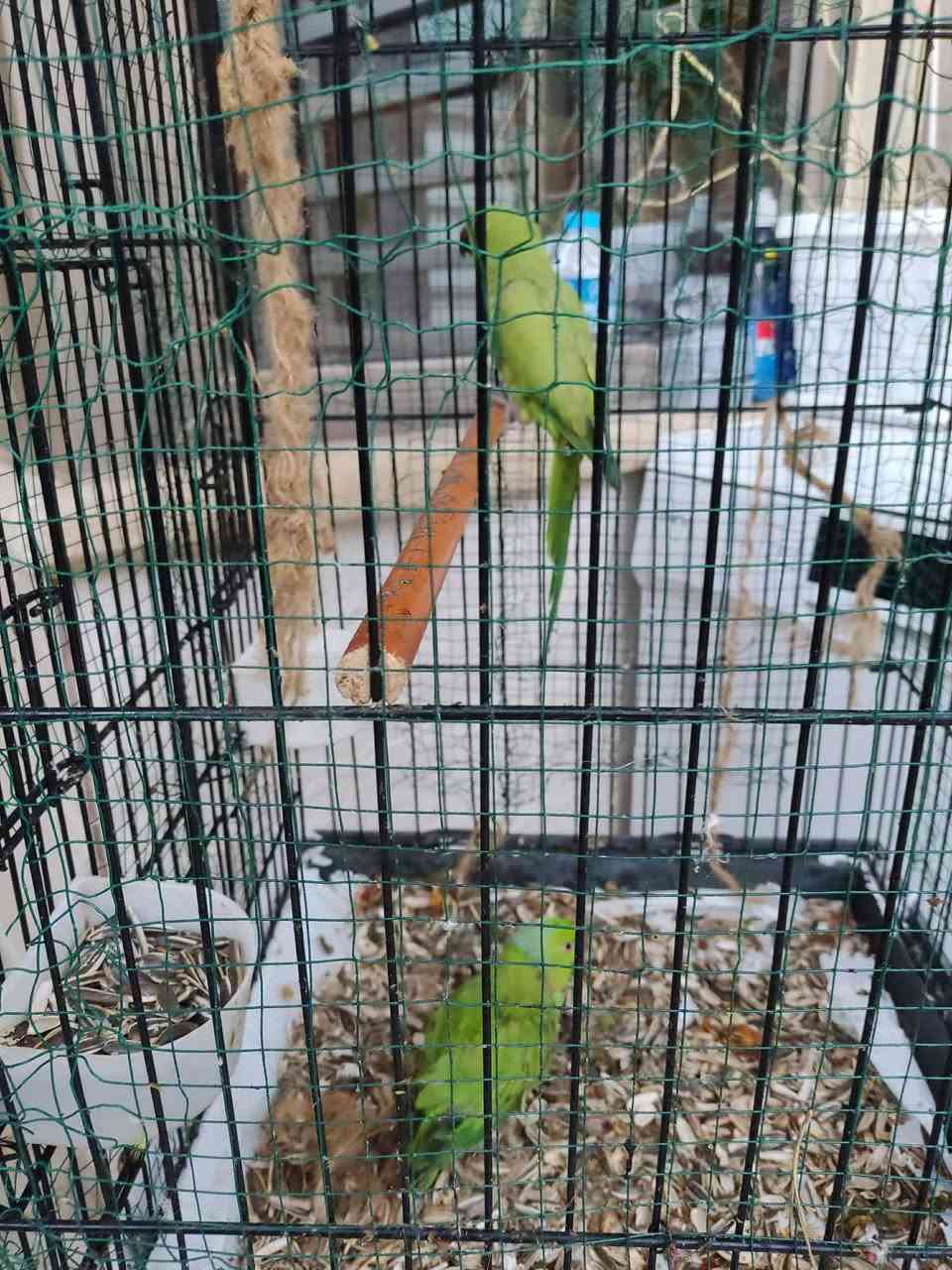 سلام عليكم
زوج ببغاء دره للبيع


**إذا كنت صاحب هذا الإعلان وتريد حذفه لأي سبب، رجاءا أرسل رسالة إلى الدعم الفني**