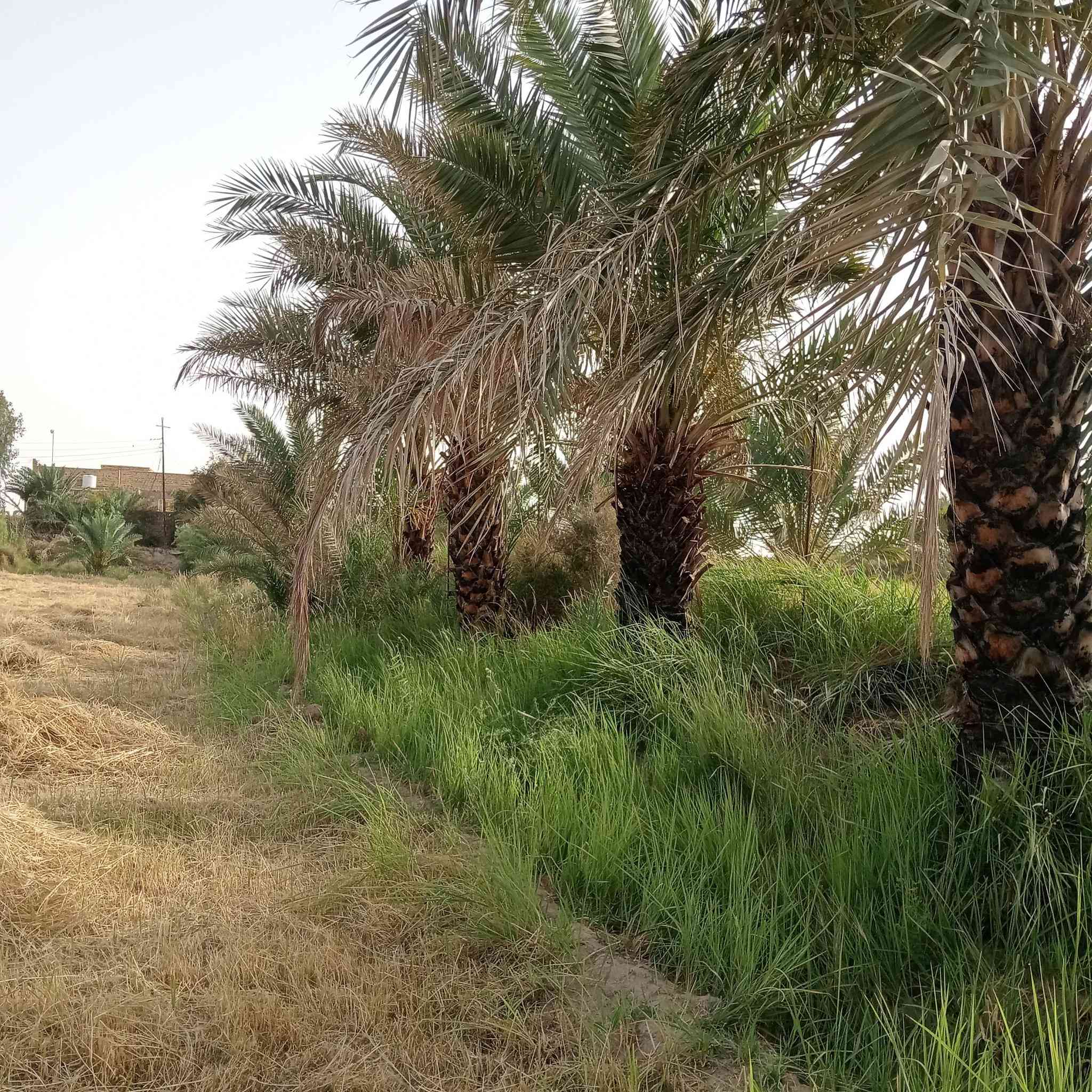 السلام عليكم اخوان دونم زراعي شاطي على شط الفرات خدمات كامله العنوان  البوعظم صوب الشاميه على طريق الاسكان الصناعي الاستفسار على الرقم او واتساب ***********
