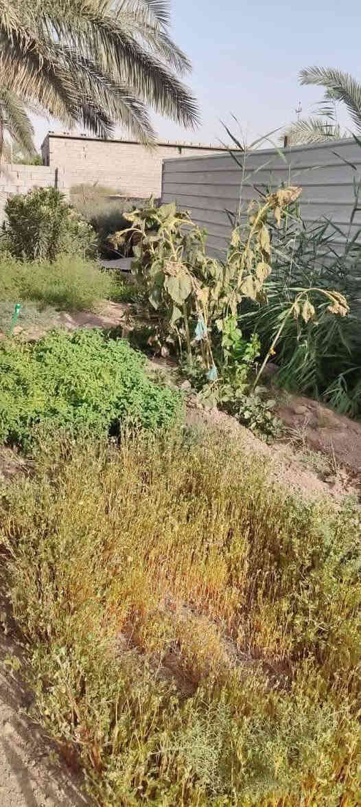 🟥 قطعة أرض للبيع – البصرة / أبي الخصيب 🟥
المساحة 530متر
الواجهة 25متر – النزال 20ونس
نوع العقار وقف سني أصولي

🌴 مزروعة نخيل برحي وبريم وأم دهن وأنواع مختلفة
🌲 سدار ونباتات زينة 🌺🌻🌷🌾🥀

🧱 مسيجة بلوك محكمة + باب سلايت
🛣️ شارع 7متر

📍 العنوان: أبي الخصيب / جيكور / شارع الميناء
✅ جميع الخدمات متوفرة (ماء، كهرباء، مدارس، جوامع)
قريب من ذهب أبو الخصيب القديمة

💰 السعر 38مليون وبيه مجال
📞 للاستفسار اتصال أو واتساب
***********
