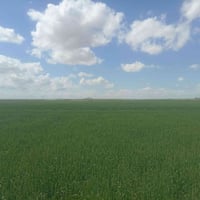 ارض زراعيه • ١٠٠ دونم • سريع تكريت بضباعي