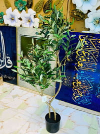 شجرة زيتون • ١٢٠سم • جذع ثنائي