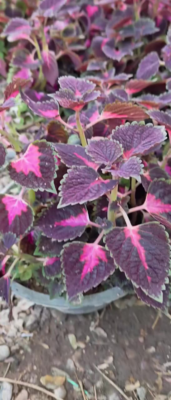 سجاد عراقي. قوي.  سعر  ٣٥٠٠


**إذا كنت صاحب هذا الإعلان وتريد حذفه لأي سبب، رجاءا أرسل رسالة إلى الدعم الفني**