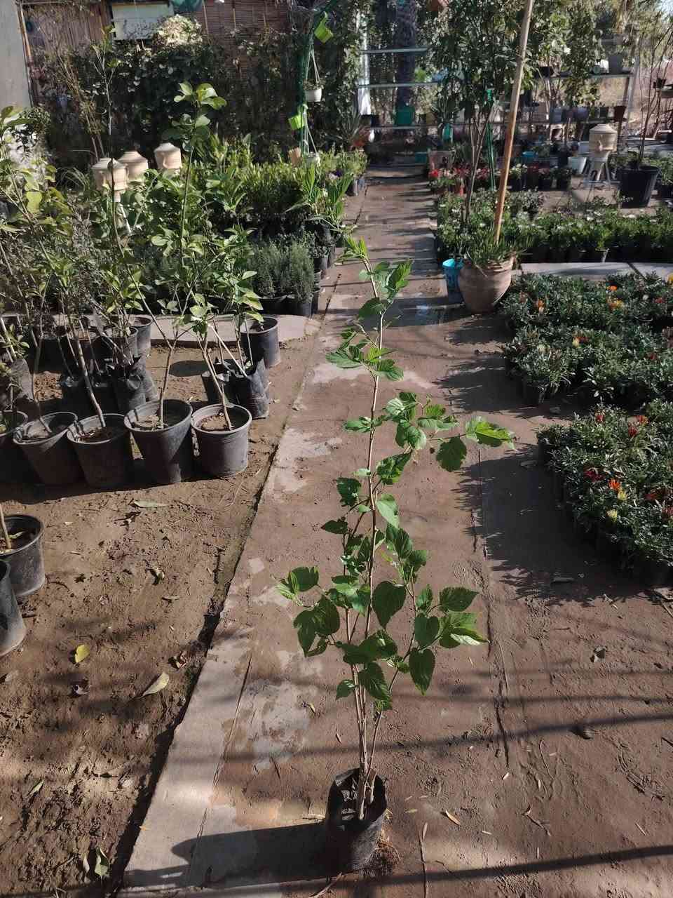 🍋🍊 صدمة الأسعار اليوم من مشتلنا 🍊🍋
تِكّي عراقي
🌳 ارتفاع متر أو أكثر
🍋 مثمر حالياً وتشوف الثمر بعينك
شجرة بهالحجم وبهالوضع تنباع أضعاف
بس ويانا كلشي #ببلاش 
💥 السعر فقط ٢٠٠٠ دينار 💥
اي نعم… ألفين دينار لا غير!
فرصة حقيقية للي يريد يزرع ويستفاد بسرعة 🌿
الكمية محدودة والبيع مستمر
📍 الكوت – الفلاحية، قرب جسر الأنوار، مجاور إسالة ماء الفلاحية
📞 ***********
