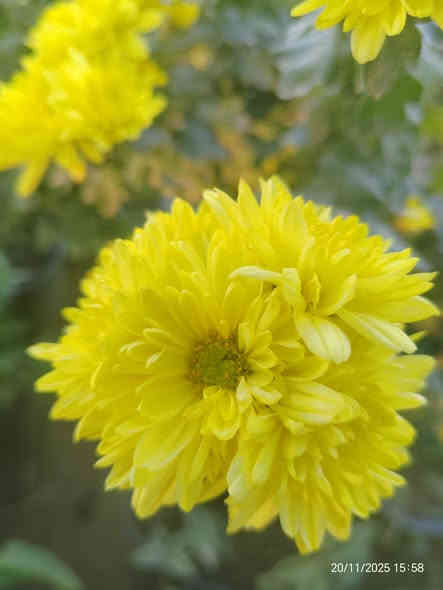 🌼 نبتة الداوودي متوفرة الآن! 🌼
✨ السعر: 3000 دينار فقط ✨

نبتة جميلة وتزهر لفترة طويلة، تضيف للبيت أو الحديقة لمسة ألوان مميزة 💛🌿
• مناسبة للشمس
• سهلة العناية
• شكل جميل ومظهر مرتب

📩 للطلب أو الاستفسار راسل الصفحة مباشرًا!

للتواصل (*********** /***********)

 موقع المشتل ( الحساوية مجاور ملعب الشعب)

وقت العمل العصر فقط من الساعة 3 الى اذان المغرب
بأدارة محمد عماد

#نباتات #داوودي #حديقة #ديكور #زهور #عروض
