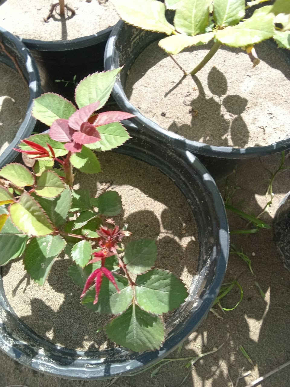 جوري عراقي الوان
متوفر لدينا بأنتاج عراقي 
السندانه ب٢٠٠٠
كل ٣سنادين ب٥ 
التوصيل داخل بغداد 
للطلب*********** واتساب مراسله فقط
