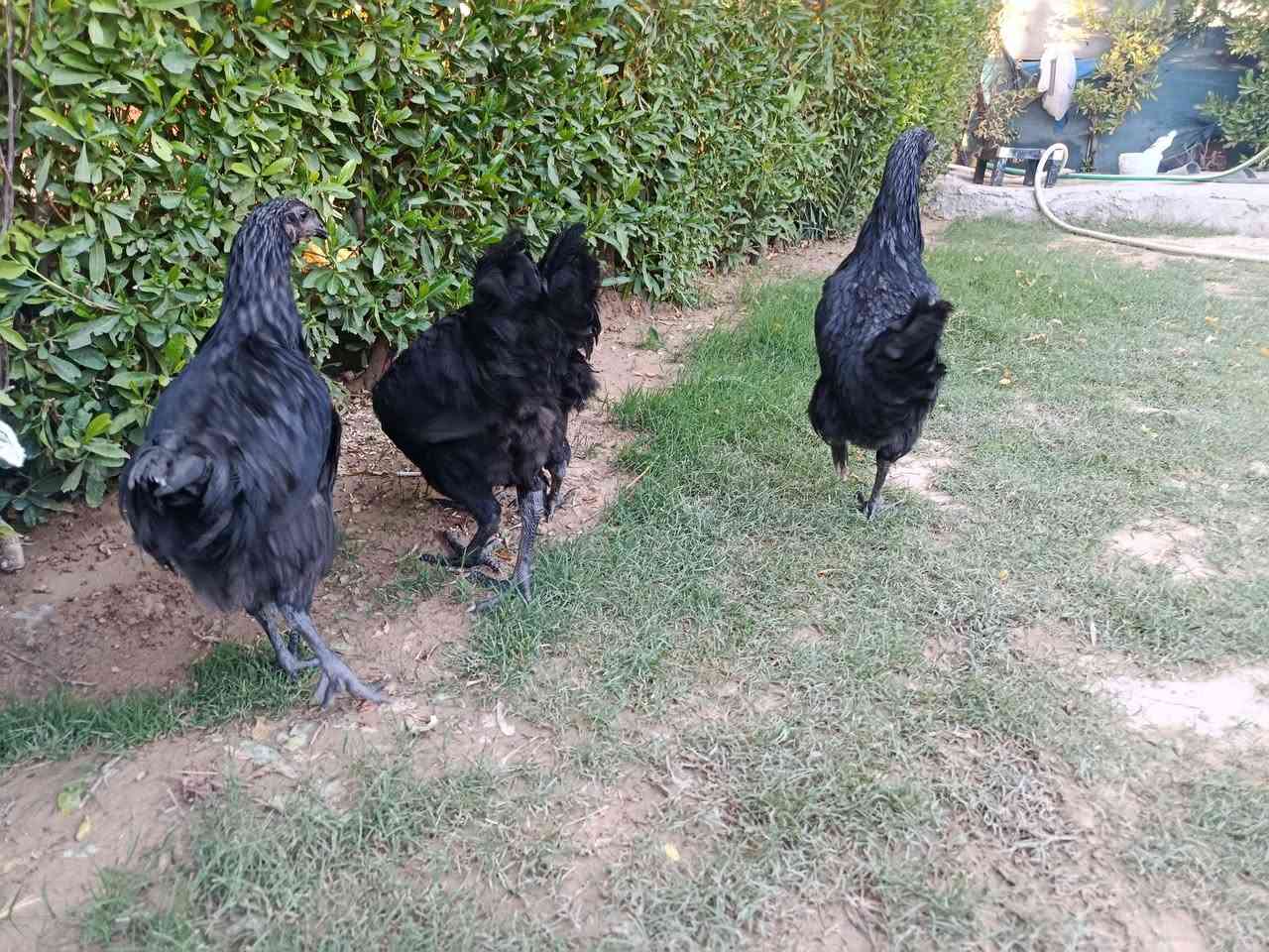 باڕو باڕۆکی استرۆلۆب اصلی بەزەمان تەمەنیان نزیک 7مانگە
ساغ و تەندروست نزیکە 70دانەیە 
بۆفرۆشتن  بەتاک و کۆ 
کەمتر لە 5دانە نافرۆشین 
جوتی 40هەزار  شوێن کەلاڕ


**إذا كنت صاحب هذا الإعلان وتريد حذفه لأي سبب، رجاءا أرسل رسالة إلى الدعم الفني**