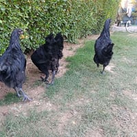 عربة بيبي • مستعملة ٧ أشهر • حد أدنى ٥