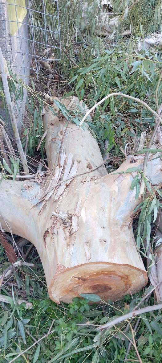 السلام عليكم
يوجد حطب أخضر للبيع حمل كيتين أو اكثر السعر 190 ألف /المكان البغدادي / رقم. ***********
