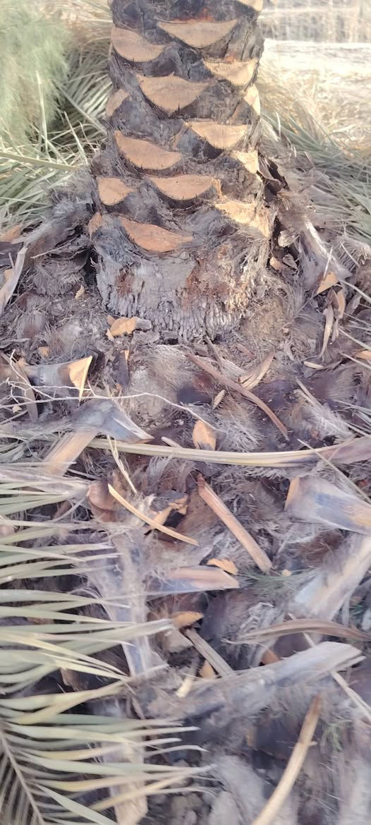 السلام عليكم يوجد حطب بسعر مناسب الي يريد يتصل للاستفسار
***********
