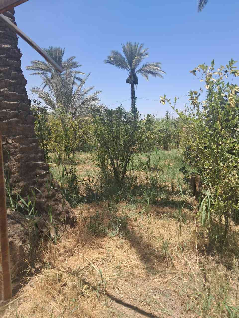 دونم نص 
 مزروعه نخل ونومي حامض عراقي وتين وزيري تقريبن ٩تين

*********** وتساب
بلد صلاح الدين
