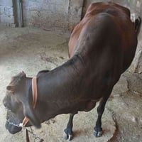 بقرة • عجلة • بقرة اعشار • بقرة حامل • بقرة ولادة ثالثة • عجلة حولية •...