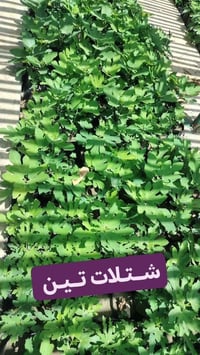 تين • ٤ أنواع • توصيل