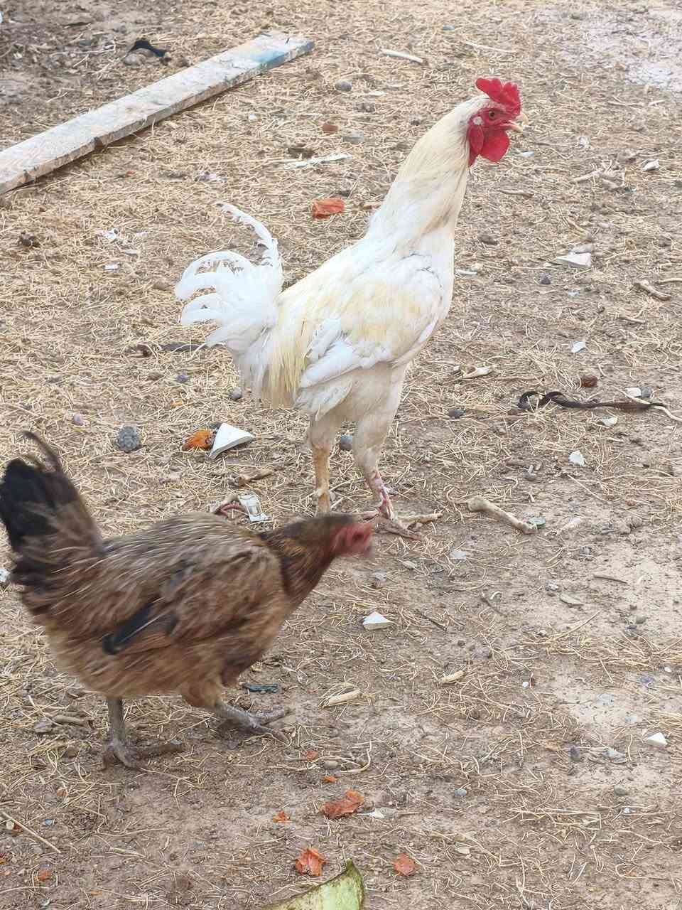 متاح


**إذا كنت صاحب هذا الإعلان وتريد حذفه لأي سبب، رجاءا أرسل رسالة إلى الدعم الفني**