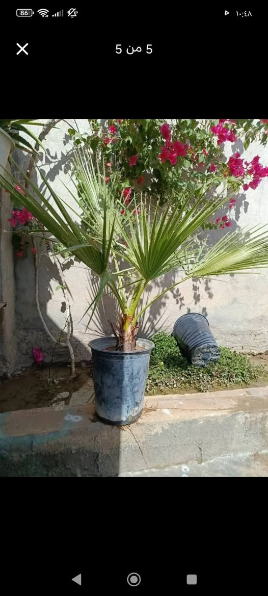 ‎دارى واشنتؤنيا بةردةستة بةهةرزانترين نرخ‎ اكر, نينوى


**إذا كنت صاحب هذا الإعلان وتريد حذفه لأي سبب، رجاءا أرسل رسالة إلى الدعم الفني**