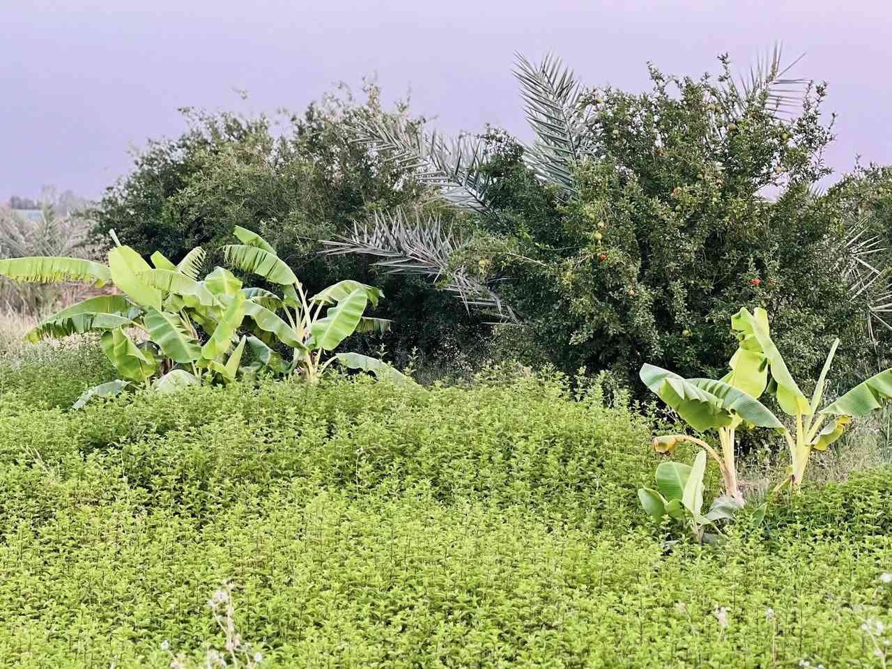 سلام عليكم ارض زراعيه للبيع 
المساحه 6 دونم 
العنوان طريق كربلاء -نجف ياحسين عمود 301 
للاستفسار اكثر اتصال  ‭0783 885 1910‬
