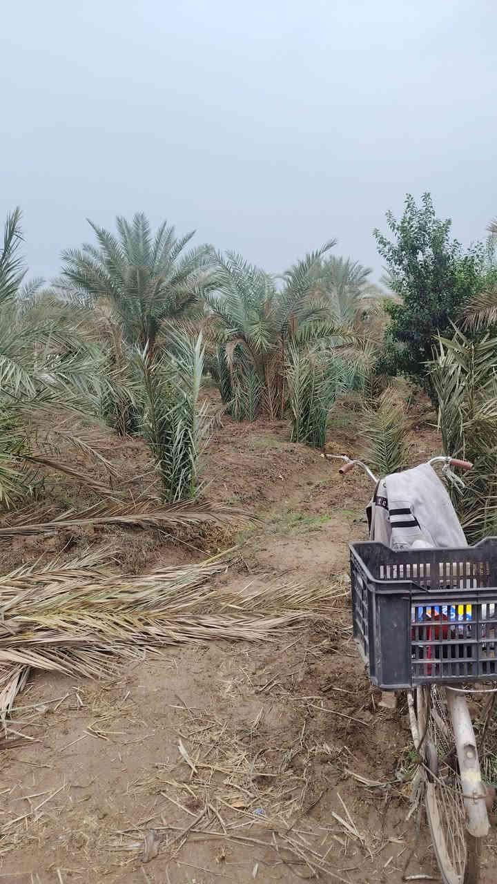 اسلام عليكم مزرعه متكامله للبيع العنوان بغداد الراشديه
النخيل البرحي ول حمضيات ول تين المساحه 4دونم
طابو زراعي سند 25
تحويل مباشر بسم المشتري الستفسار***********
