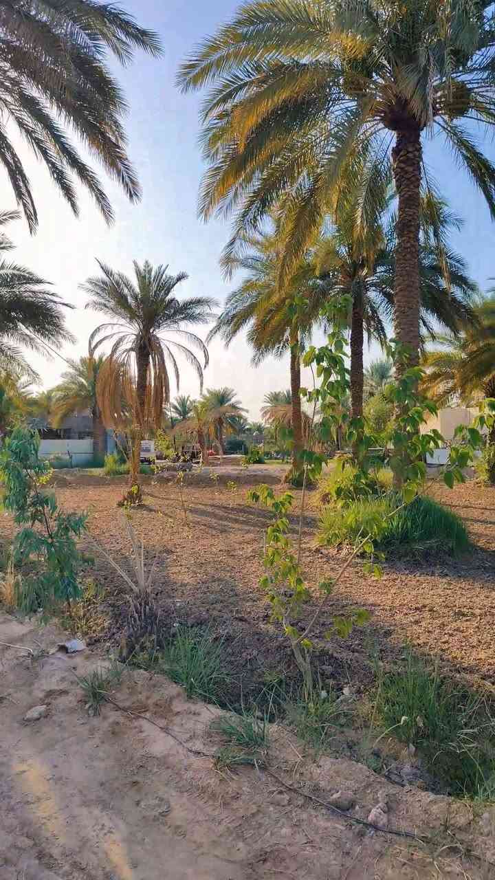 11 دونم 117 السعر الكلي 650 مع المجال خدمات كامله تبعد عن التبليط 400 متر او اقل شارع 9 متر والرئيسي 15 متر تحتوي على 6 رباطات بيت كونكريت مسلح شريطي جاهز للبناء مساحه كل رباط من 160 الى 200 متر مزروعة نخيل وفواكه مي سقي خير من الله كهرباء مي اساله جدا قوي الموقع: شارع بغداد كربلاء سايد الزوار عمود 300 عن شارع بغداد 3 كيلو او اقل
***********

