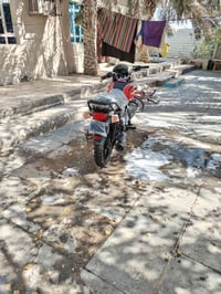 بوكسر جبلي • أوراق باسمي • البصره ابو الخصيب