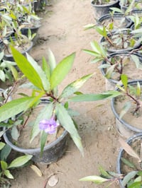 بتونيا الصحراء • توصيل بغداد • كميات كبيرة