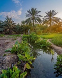 طابو سند ٢٥ • كاملة الخدمات • تحويل باسم المشتري