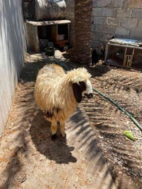 فطيمه عراقية • للبيع • ١٨ كيلو