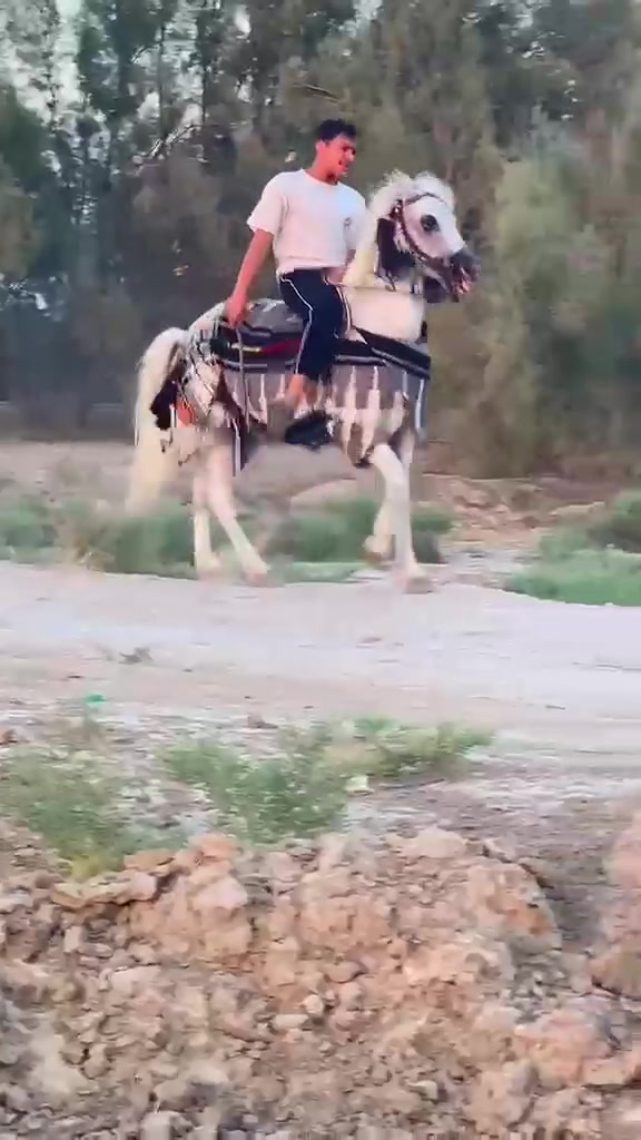 يالله سلام عليكم فرس عربيه راقيه بلخياله  عمرهه 4 عليهه 5شهرر مكفوله من كل عيب ب 800 شراي خابرني ونشالله مانقصر  واتساب  ***********..  *********** خاص مفتوح وشراي بعيوني
