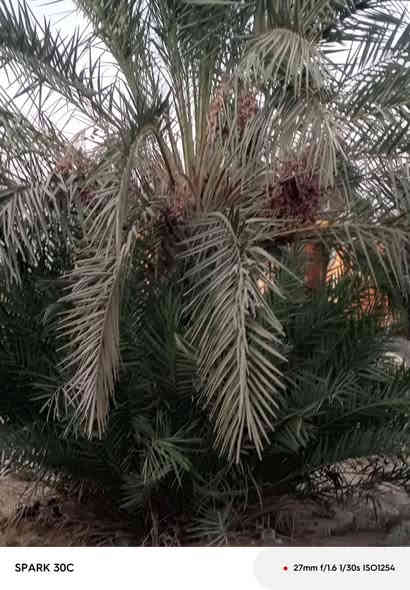 سلام عليكم فسائل ديري للبيع سعر الفسيله3000 رقم الاتصال *********** مكان ذي قار قلعه السكر
