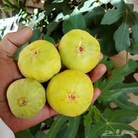 يتوفر شتلات تين اصفر سعر القطع الوحد الفين دينار  07829029576